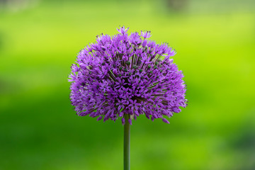Allium hollandicum flowering springtime plant, group of purple persian ornamental onion flowers in bloom