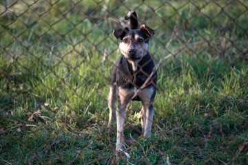 wild dog guards its territory