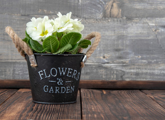 One black metal decorative bucket with a white border on a wooden backdrop.
