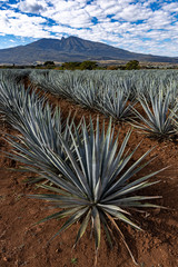 Agave Plantation.