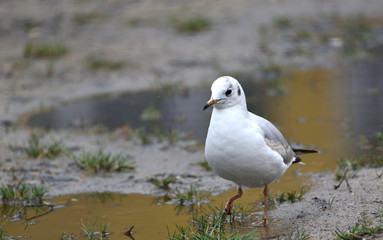 seagull in the water
