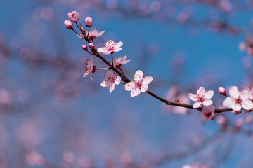 Cherry blossoms on a blurry background of blue sky and flowering trees. A sprig of blooming sakura. Wallpaper.Gentle spring background. Copy space