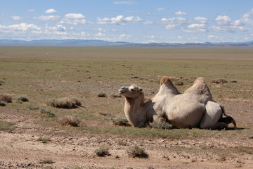 Camels Camelus bactrianus Sand Dunes on Horizon