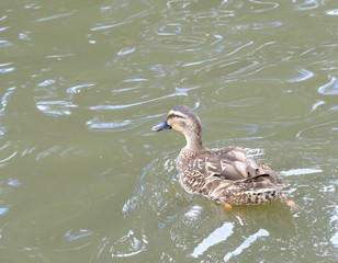 duck swimming on the lake, New Zealand