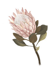 Protea, artichoke. Digital hand-drawn illustration in realistic style on isolated white background. Exotic, tropical, botanical flower. Use for textile, wedding invitation, packaging design, branding