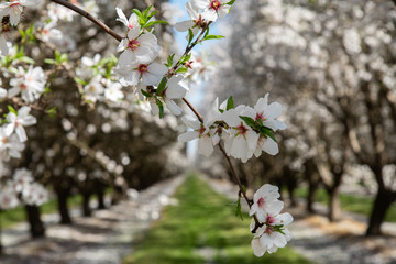 White Cherry Blossom Close Up
