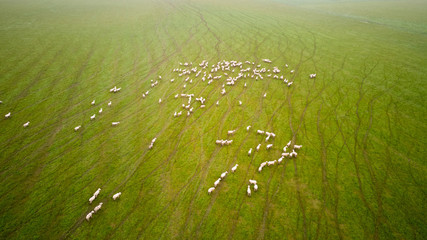 Aerial view of endless lush pastures and farmlands. Rural landscape.