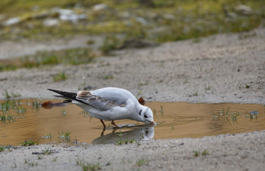 seagull in the water