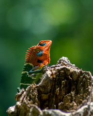 colorful lizard isolated