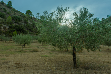 Fototapeta premium Olive tree plantation in Chelva, Spain
