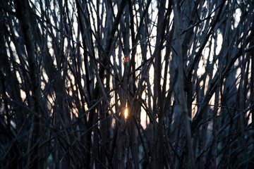 sunlight through a large number of branches