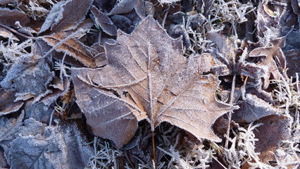 Frost Particles on a Large Leaf with a background of Dead Leaves and Grass in Winter, Hoarfrost