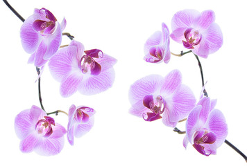 Beautiful pink orchid ornament isolated on white background