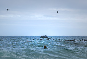 Jumping dolphin, Sydney Australia