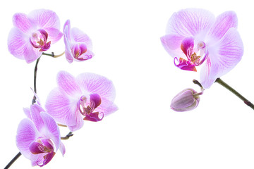 Naklejka na ściany i meble Beautiful pink orchid ornament isolated on white background