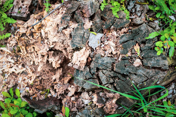 The old stump completely collapsed from the weather and from the various beetles. Top view, close up