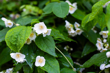 White jasmine flowers bloom beautifully on a green bush in spring. The beautiful flowers smell good and also produce essential oils for perfume