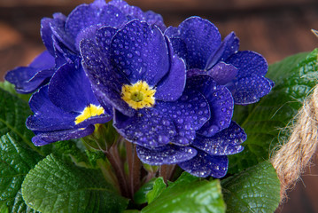 Full frame of a bright blue primrose with a yellow center and water droplets on the petals
