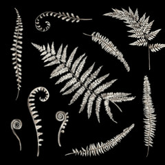 Set of ten beautiful vintage style monochrome white beige realistic fern branch leaf isolated on black background. perfect for design. Digital paint
