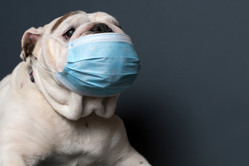 English Bulldog wearing medical mask