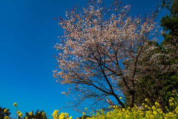 Fototapeta premium 魚見桜