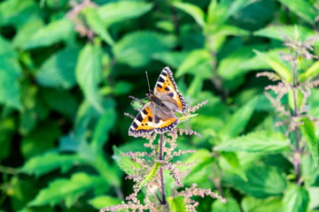 Urticaria on nettles against a background of bright green grass on a sunny summer day. Summer sunny bright green floral background with butterfly.