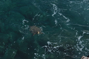 Sea turtle