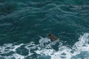 Sea turtle