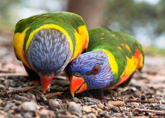 Rainbow lorikeet in the forest, Australia