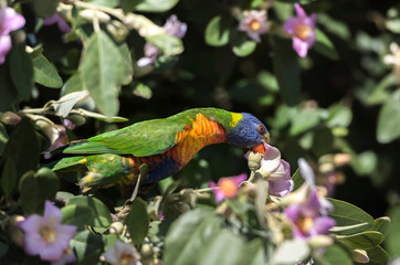 Rainbow lorikeet in the forest, Australia