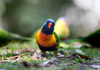 Rainbow lorikeet in the forest, Australia