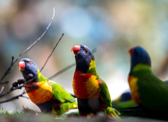 Rainbow lorikeet in the forest, Australia