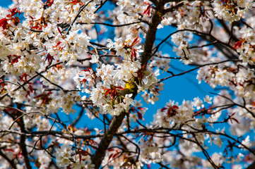 魚見桜にメジロ