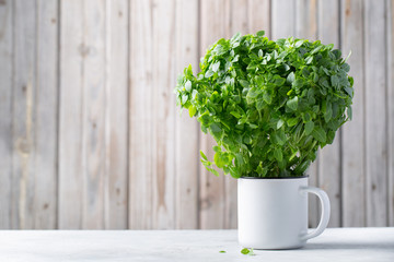 Green Greek mini compact Basil in a pot on a table and a wooden wall background. Space for text.