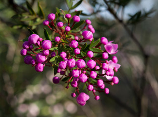 Pink flower in the forest