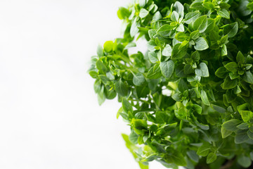 Green Greek mini compact Basil