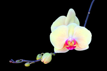 pink orchid  isolated on black background