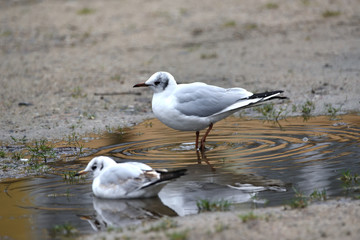 seagull in the water