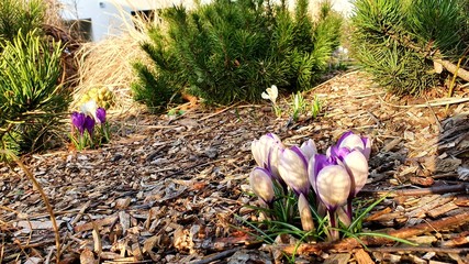 spring flowers in the garden