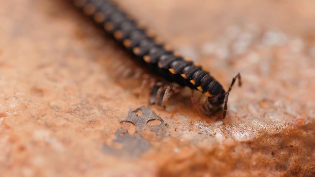 A macro shot of a centipede on a concrete floor