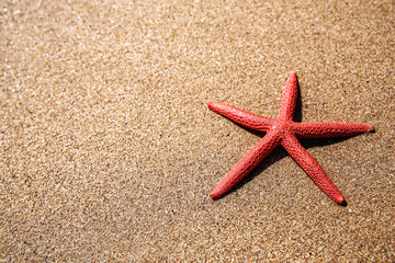 summer shell on beach and free space for your decoration.