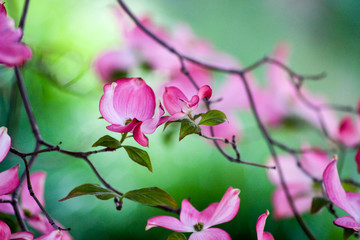 pink flowers 