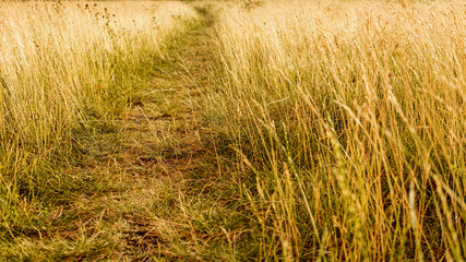 Fototapeta premium Path in the field, close up, 16:9