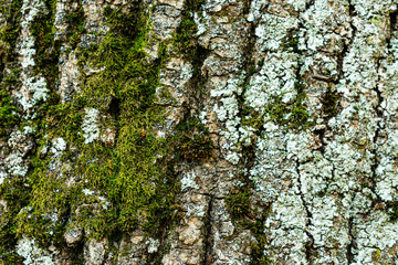 Obraz premium Tree covered bright green moss lichen bark in rainforest, texture