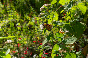 Monarch Butterfly in their sanctuary in Mexico