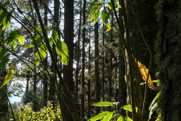 Monarch Butterfly in their sanctuary in Mexico