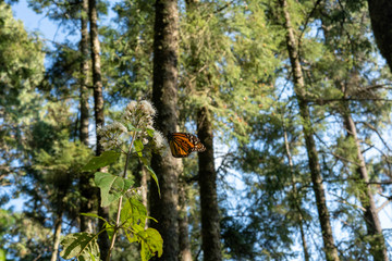 Monarch Butterfly in their sanctuary in Mexico