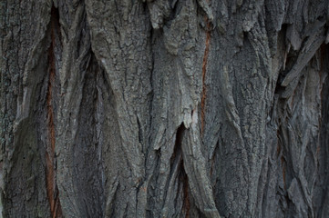 Texture dark acacia old bark