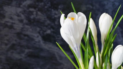 Obraz premium white spring crocus flowers with green leaves on a black background