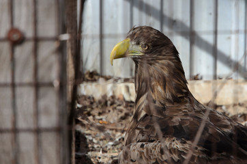 An eagle behind bars sits in a cage